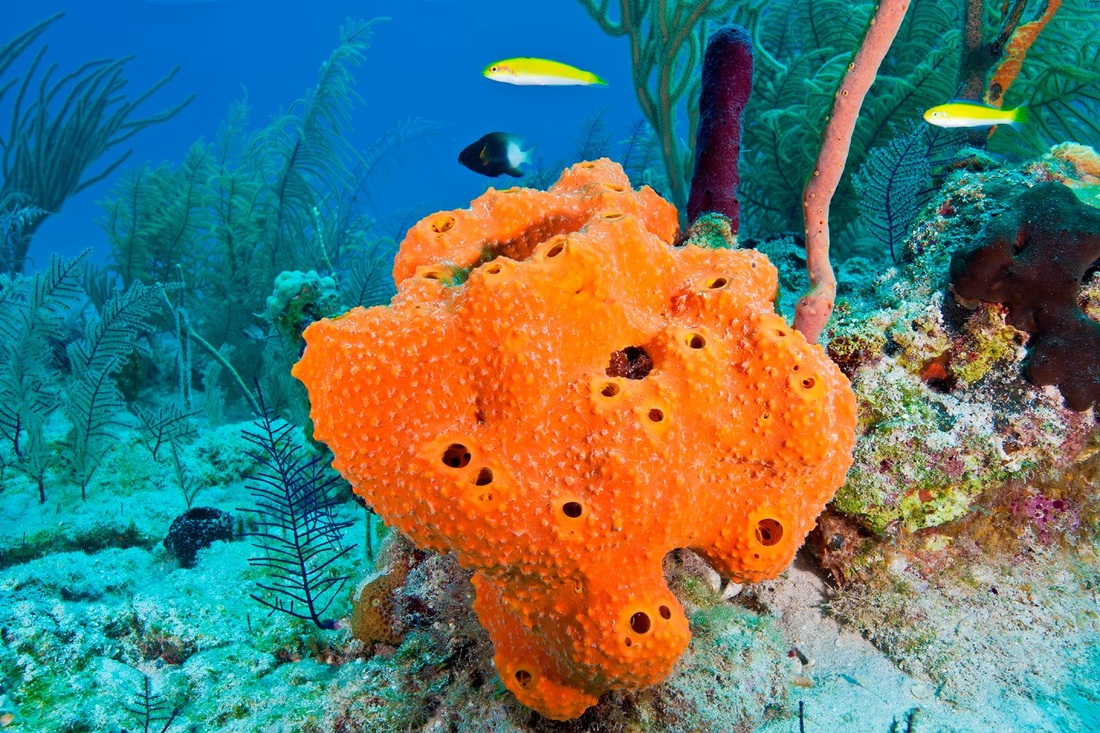 who does the sea sponge move