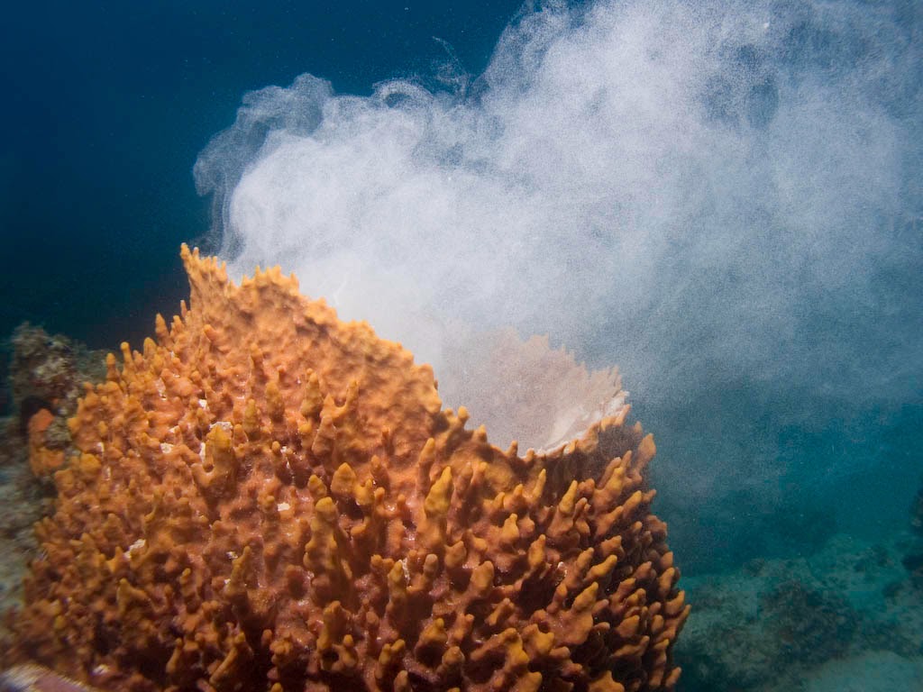 how do sea sponges move water and feed?